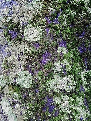 포토 JPG 해외이미지 나무 식물 디자인 백그라운드 단풍 패턴 자연 표면 추상 이끼 사람없음 목재 초록색 노란색 환경 보라색 회색 소나무 거친 숲 제비꽃 묘사 질감 통나무 나무껍질 내추럴 그런지 삼나무 옛날 해외202004 해외포토 꽃 컬러 잎 무늬 재료 껍질 생태계 파일형식 이미지허브