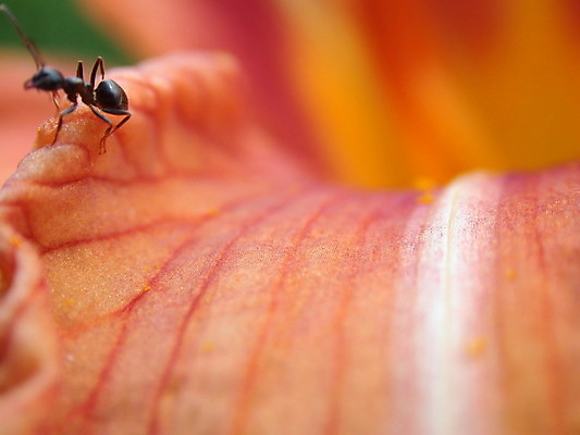 포토 JPG 해외이미지 식물 계절 꽃잎 꽃 백그라운드 잎 꽃무늬 자연 사람없음 빨간색 초록색 여름 노란색 정원 봄 벚꽃 신선 개화 닫기 백합 데이지 꽃가루 해외202004 해외포토 컬러 무늬 모션 가루 생태계 파일형식 이미지허브