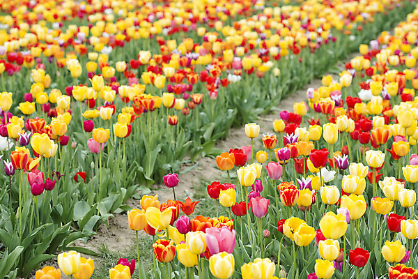 포토 JPG 해외이미지 식물 계절 공원 꽃 꽃다발 백그라운드 잎 꽃무늬 밭 자연 부활절 발렌타인데이 3 사람없음 야외 빨간색 초록색 여름 컬러풀 햇빛 태양 노란색 정원 보라색 침묵 봄 튤립 벚꽃 광선 축하 신선 닫기 5월 꽃집 엽서 내추럴 강렬 블러 해외202004 해외포토 자연요소 공공시설 기념일 컬러 컨셉 무늬 농업 모션 데이이벤트 상점 소리 날짜 편지 생태계 파일형식 이미지허브