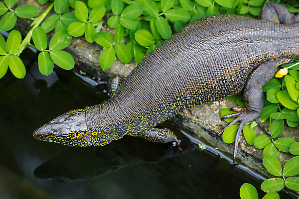 포토 JPG 해외이미지 식물 동물 야생동물 파충류 자연 사람없음 초록색 하이앵글 라틴아메리카 도마뱀 이구아나 코스타리카 해외202004 해외포토 뷰포인트 컬러 아메리카 중앙아메리카 생태계 파일형식 이미지허브