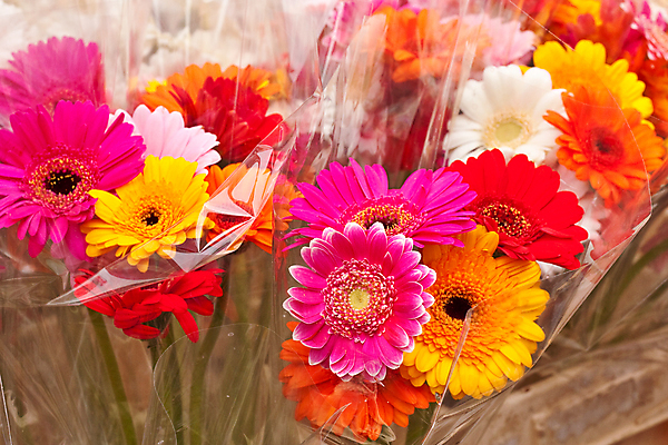 포토 JPG 해외이미지 꽃잎 꽃 분홍색 오렌지 자연 선물 사람없음 빨간색 여름 컬러풀 봄 활발 축하 신선 개화 플라스틱 다발 꽃집 데이지 포장소품 해외202004 해외포토 식물 계절 컬러 컨셉 과일 포장 재질 상점 오브젝트 생태계 포장재료 파일형식 이미지허브