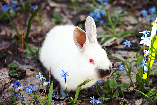 포토 JPG 해외이미지 동물 1 디자인 계절 꽃 행복 야생동물 백그라운드 컨셉 꽃무늬 밭 포유류 자연 털 사람없음 야외 여름 파란색 친구 컬러풀 태양 농장 갈색 맑음 봄 회색 아기 토끼 달콤 숲 모피 허브 귀 솜털 내추럴 동물상 해외202004 해외포토 자연요소 식물 감정 컬러 무늬 농업 관계 날씨 사람 신체부위 반려동물 조형물 맛 생태계 파일형식 이미지허브