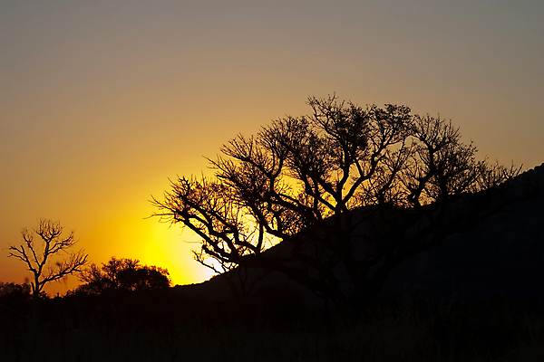포토 JPG 해외이미지 나무 식물 실루엣 바다 백그라운드 컨셉 자연 하늘 사람없음 일몰 황금 각도 스카이라인 해외202004 해외포토 촬영기법 노을 생태계 파일형식 이미지허브