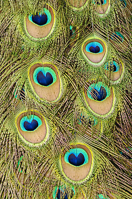 포토 JPG 해외이미지 동물 남자 조류 사람없음 컬러풀 닫기 공작 깃털 해외202004 해외포토 컬러 모션 사람 파일형식 이미지허브