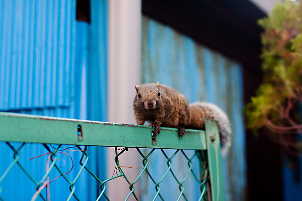 포토 JPG 해외이미지 나무 동물 응시 자연 앉기 사람없음 야외 건물 가로 초록색 파란색 울타리 갈색 검은색 회색 다람쥐 해외202004 해외포토 식물 건축물 시선 컬러 모션 담장 설치류 생태계 파일형식 이미지허브