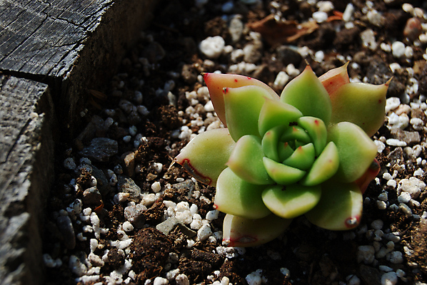 포토 JPG 해외이미지 식물 모래 잎 자연 선인장 사람없음 목재 초록색 조약돌 내추럴 해외202004 해외포토 나무 컬러 재료 돌_바위 생태계 파일형식 이미지허브