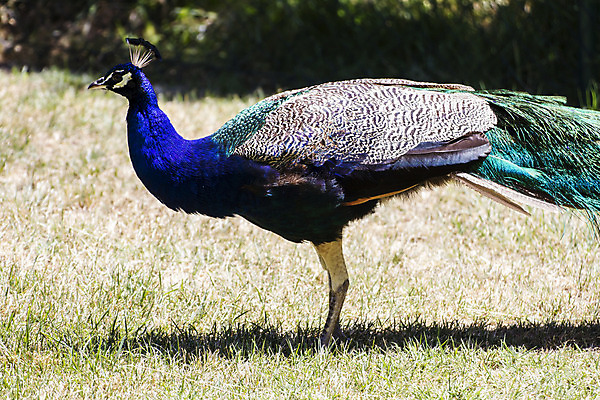 포토 JPG 해외이미지 동물 남자 야생동물 백그라운드 패턴 자연 조류 기술 동물원 사람없음 가로 초록색 파란색 컬러풀 머리 걷기 활발 우아함 공작 인도인 전시회 깃털 묘사 질감 꼬리 부리 쇼 목 보여주기 꿩 내추럴 멀티 웅장함 터키석 해외202004 해외포토 외국인 컬러 컨셉 무늬 모션 사람 동양인 신체부위 전시 보석 생태계 파일형식 이미지허브