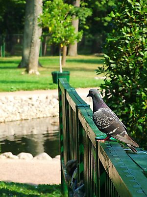 포토 JPG 해외이미지 나무 공원 문화 모래 난간 조류 사람없음 초록색 물 산책로 연못 깃털 창고 비둘기 해외202004 해외포토 자연요소 식물 동물 공공시설 길 컬러 파일형식 이미지허브