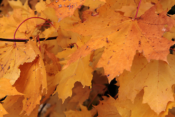 포토 JPG 해외이미지 식물 단풍 잎 자연 사람없음 노란색 추위 해외202004 해외포토 컬러 생태계 파일형식 이미지허브