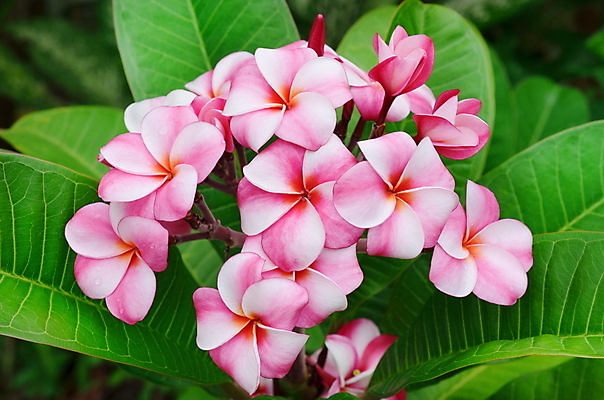 포토 JPG 해외이미지 디자인 꽃잎 꽃 길 분홍색 백그라운드 자연 휴식 함께함 사람없음 빨간색 노란색 우주 스파 벚꽃 흰색 인사 닫기 심볼 묘사 하와이 향기 냄새 아로마 초대 고립 아열대 엘리먼트 이국적 하와이인 알로하 해외202004 해외포토 외국인 식물 컬러 컨셉 모션 미국 예절 생태계 파일형식 이미지허브