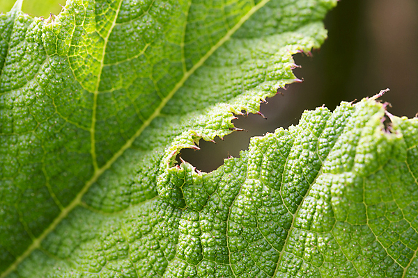 포토 JPG 해외이미지 식물 계절 꽃잎 꽃 백그라운드 꽃무늬 자연 추상 사람없음 장식 빨간색 초록색 물 파란색 컬러풀 노란색 정원 보라색 봄 활발 벚꽃 흰색 신선 개화 닫기 묘사 싱글 내추럴 고립 꽃수술 해외202004 해외포토 자연요소 컬러 컨셉 무늬 모션 생태계 파일형식 이미지허브