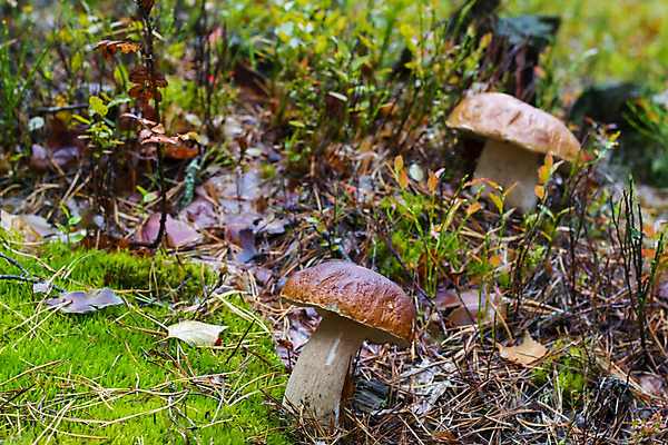 포토 JPG 해외이미지 식물 계절 음식 단풍 잎 다이어트 채소 재료 자연 3 사람없음 목재 초록색 갈색 환경 식사 버섯 성장 가을 흰색 신선 숲 큼 수집 유기농 날것 향 내추럴 곰팡이 그물버섯 식용 채식주의자 캡모자 비건 해외202004 해외포토 나무 모자_잡화 웰빙 컬러 건강 크기 생태계 채식 파일형식 이미지허브