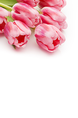 포토 JPG 해외이미지 식물 계절 꽃잎 꽃 분홍색 꽃다발 백그라운드 잎 꽃무늬 자연 부활절 사람없음 목재 초록색 머리 봄 튤립 벚꽃 다발 해외202004 해외포토 나무 기념일 컬러 무늬 재료 신체부위 생태계 파일형식 이미지허브