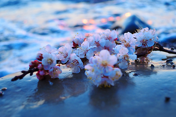 포토 JPG 해외이미지 나무 식물 계절 공원 꽃 바다 분홍색 백그라운드 꽃무늬 자연 하늘 새해 이벤트 사람없음 물 파란색 정원 일본 맑음 축제 봄 벚꽃 흰색 나뭇가지 신선 시간 개화 체리 4월 내추럴 고립 수평선 해외202004 해외포토 자연요소 공공시설 아시아 컬러 무늬 과일 날씨 날짜 생태계 파일형식 이미지허브