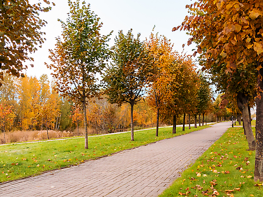 포토 JPG 해외이미지 나무 계절 공원 길 줄기 백그라운드 잎 오렌지 자연 풍경 잔디 사람없음 야외 목재 빨간색 초록색 여름 빛 컬러풀 노란색 평화 환경 카펫 하이킹 가을 황금 인도인 타일 그림 장면 해외202004 해외포토 외국인 식물 공공시설 컬러 컨셉 과일 재료 레저 동양인 생태계 파일형식 이미지허브