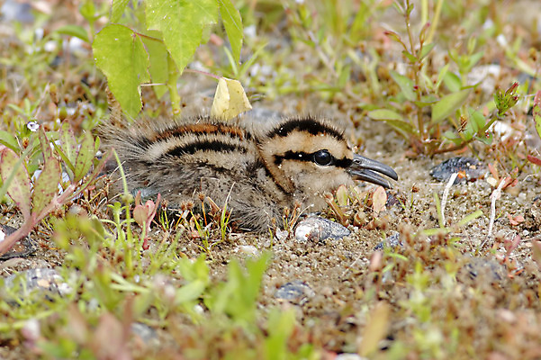 포토 JPG 해외이미지 나무 동물 여자 남자 아시아 얼굴 야생동물 백그라운드 날개 청소년 자연 조류 사람없음 야외 목재 가로 초록색 컬러풀 머리 환경 나뭇가지 아기 막대기 닫기 숲 깃털 꼬리 부리 서식지 생태학 이국적 해외202004 해외포토 식물 교육 나라 컬러 재료 모션 사람 신체부위 생태계 파일형식 이미지허브
