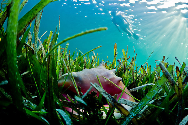 포토 JPG 해외이미지 라이프스타일 음식 여행 휴가 가면 요리 한명 여행객 수영 껍질 해산물 기념품 지느러미 수영선수 소금물 해외202004 해외포토 1 운동선수 사람 생활 수상스포츠 오브젝트 파일형식 이미지허브