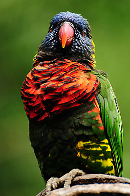 포토 JPG 해외이미지 동물 공원 야생동물 무지개 날개 오렌지 자연 조류 새로움 동물원 앉기 사람없음 야외 빨간색 초록색 파란색 컬러풀 노란색 머리 보라색 검은색 활발 젖음 닫기 호주 숲 깃털 부리 앵무새 잉꼬 해외202004 해외포토 자연요소 공공시설 컬러 컨셉 과일 모션 신체부위 오세아니아 생태계 파일형식 이미지허브