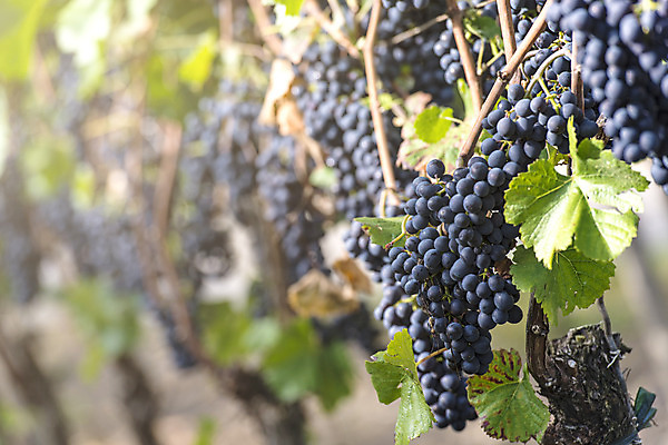 포토 JPG 해외이미지 음식 농업 과일 포도 건강 사람없음 빨간색 농작물 컬러풀 햇빛 와인 보라색 수확 가을 신선 다발 먹기 유기농 포도밭 포도나무 헝가리 10월 메를로 숙성 양조장 해외202004 해외포토 웰빙 계절 산업 컬러 밭 모션 주류 태양 날짜 과일나무 동유럽 파일형식 이미지허브