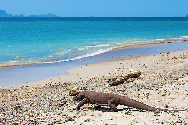 포토 JPG 해외이미지 동물 척추동물 아시아 야생동물 모래 바다 섬 파충류 자연 국립공원 풍경 사람없음 물 파란색 햇빛 걷기 모니터 용 위험 큼 도마뱀 인도네시아 육식동물 이국적 해외202004 해외포토 자연요소 공원 나라 컬러 컨셉 모션 컴퓨터 태양 크기 생태계 파일형식 이미지허브