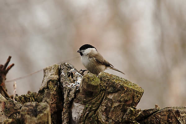 포토 JPG 해외이미지 동물 야생동물 자연 조류 앉기 사람없음 갈색 검은색 회색 흰색 깃털 부리 계산서 해외202004 해외포토 컬러 모션 생태계 파일형식 이미지허브