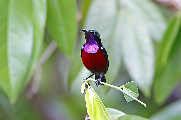 포토 JPG 해외이미지 나무 동물 여자 남자 아시아 얼굴 야생동물 백그라운드 날개 태국 자연 조류 사람없음 야외 목재 가로 초록색 컬러풀 머리 환경 나뭇가지 막대기 닫기 숲 깃털 꼬리 부리 서식지 생태학 해외202004 해외포토 식물 교육 나라 컬러 재료 모션 사람 신체부위 생태계 파일형식 이미지허브