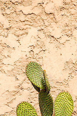 포토 JPG 해외이미지 식물 디자인 백그라운드 잎 패턴 공 자연 선인장 사람없음 세로 물 성장 그룹 선택 모피 수집 묘사 날카로움 가뭄 모음 상록수 솜털 넘어짐 오리엔테이션 많음 그리너리 해외202004 해외포토 자연요소 컨셉 무늬 모션 날씨 생태계 파일형식 트랜드컬러 이미지허브