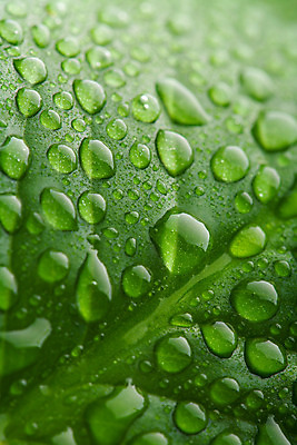 포토 JPG 해외이미지 식물 백그라운드 잎 자연 추상 사람없음 야외 초록색 물 농장 평화 환경 화목 젖음 흐름 성장 물방울 신선 투명 액체 떨어짐 이슬 수분 순수 유기농 생태계 질감 부드러움 생태학 샤워실 엘리먼트 해외202004 해외포토 자연요소 웰빙 교육 컬러 컨셉 무늬 농업 감각 샤워시설 파일형식 이미지허브