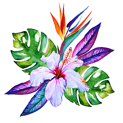 JPG 해외이미지 꽃 잎 일러스트 사람없음 히비스커스 해외202004 해외일러스트 식물 파일형식 이미지허브