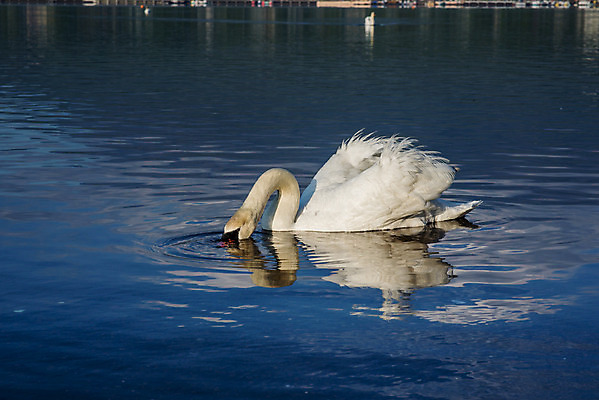 포토 JPG 해외이미지 동물 구름 커플 유럽 아시아 호수 야생동물 여행 자연 조류 하늘 아침 휴가 산 파노라마 사랑 동양인 풍경 사람없음 야외 물 여름 파란색 반사 평화 마을 환경 골짜기 일본 맑음 침묵 새벽 흰색 시골 도쿄 심볼 화산 백조 장면 5 동쪽 후지산 천연기념물 단아함 랜드마크 해외202004 해외포토 주간 자연요소 계절 감정 나라 컬러 컨셉 관계 날씨 촬영기법 인종 숫자 소리 세계문화유산 방향 생태계 파일형식 이미지허브