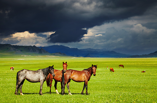 포토 JPG 해외이미지 주간 풍경 사람없음 야외 농경지 가축 목장 시골 말_동물 먹구름 해외202004 해외포토 자연요소 동물 포유류 농장 파일형식 구름_자연 이미지허브