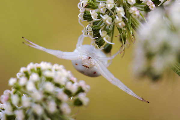 포토 JPG 해외이미지 곤충 사람없음 묘사 육식동물 거미 사냥꾼 해외202004 해외포토 동물 직업 파일형식 이미지허브