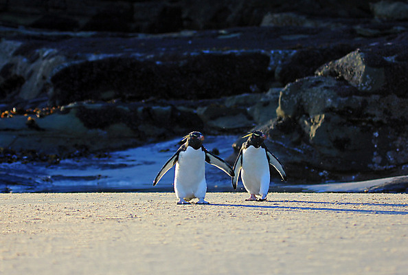 포토 JPG 해외이미지 동물 야생동물 섬 백그라운드 자연 조류 성인 사람없음 파란색 컬러풀 노란색 검은색 흰색 닫기 눈썹 남극 깃털 펭귄 부리 목 남쪽 고립 식민지 해외202004 해외포토 얼굴 컬러 모션 사람 신체부위 극지방 방향 생태계 파일형식 이미지허브