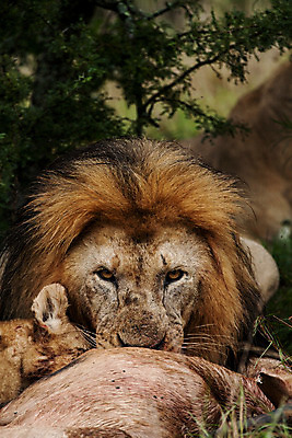 포토 JPG 해외이미지 야생동물 사람없음 사자 육식동물 해외202004 해외포토 동물 포유류 파일형식 이미지허브