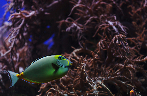 포토 JPG 해외이미지 동물 야생동물 바다 컨셉 오렌지 어류 사람없음 물 파란색 컬러풀 환경 수중 수영 립스틱 우아함 다이빙 생물학 암초 수족관 소금물 유니콘 이국적 해외202004 해외포토 자연요소 교육 컬러 과일 수중동물 화장품 수상스포츠 수중스포츠 파일형식 이미지허브