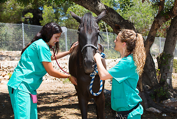 포토 JPG 해외이미지 동물 백인 직업 여자 2 밭 포유류 청진기 두명 약 농장 목장 고통 시험 의사 시골 소 승마 군중 승차 확인 문서 히스패닉 외과 수의사 망아지 돌봄 해외202004 해외포토 서양인 교육 감정 새끼 스포츠 농업 의학 의료기기 모션 병원 사람 의료진 말_동물 파일형식 이미지허브
