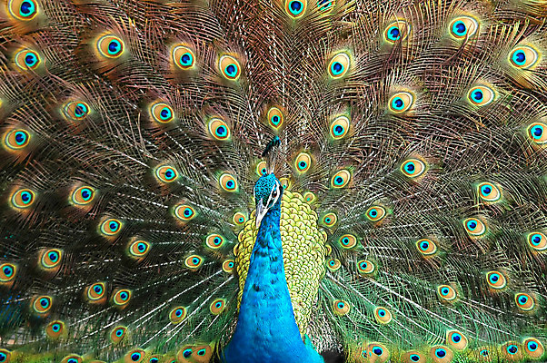 포토 JPG 해외이미지 동물 남자 야생동물 백그라운드 패턴 신체 자연 조류 동물원 사람없음 초록색 파란색 컬러풀 노란색 머리 활발 펼침 원형 의식 우아함 공작 전시회 깃털 꼬리 부리 목 보여주기 웅장함 해외202004 해외포토 도형 컬러 컨셉 무늬 모션 사람 신체부위 전시 생태계 파일형식 이미지허브