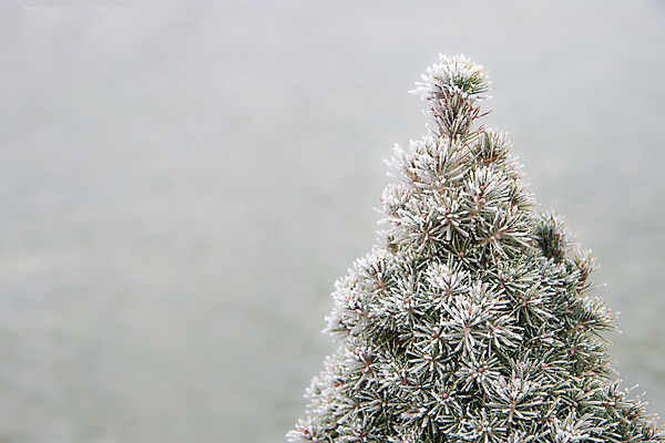 포토 JPG 해외이미지 나무 식물 계절 백그라운드 크리스마스 겨울 자연 날씨 휴가 사람없음 야외 목재 크리스마스트리 냉동 얼음 추위 안개 흰색 나뭇가지 신선 소나무 눈송이 숲 12월 서리 폭풍 온도 상록수 침엽수 전나무 내추럴 눈내림 가문비나무 해외202004 해외포토 자연요소 기념일 컬러 재료 눈_날씨 날짜 생태계 파일형식 이미지허브