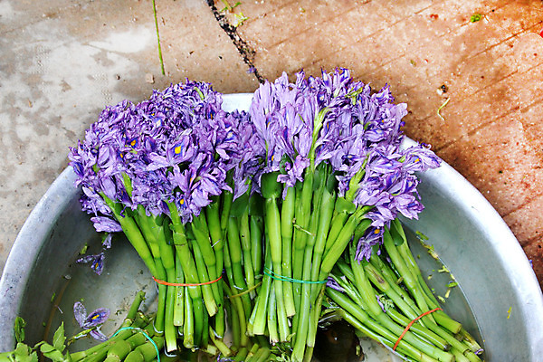 포토 JPG 해외이미지 계절 꽃잎 화분 줄기 결혼 비즈니스 전구 건강 선물 사랑 사람없음 빛 판매 세일 상점 보라색 봄 거품 튤립 성장 물방울 작업 시장 우아함 꽃집 제비꽃 물주기 진열장 원예 캄보디아 소매 라일락 섞기 칼라꽃 히아신스 효과 해외202004 해외포토 식물 꽃 감정 아시아 컬러 컨셉 모션 이벤트 취미 파일형식 이미지허브