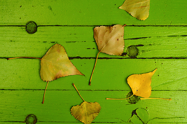 포토 JPG 해외이미지 식물 디자인 계절 백그라운드 단풍 잎 자연 표면 사람없음 목재 초록색 갈색 노란색 우주 페인트 수확 가을 시골 거친 그리기 가장자리 떨어짐 낟알 묘사 질감 먼지 분열 타이틀 그런지 옛날 많음 카피스페이스 해외202004 해외포토 나무 컬러 컨셉 농업 재료 모션 공백 둘레 생태계 파일형식 이미지허브