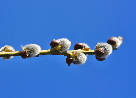 포토 JPG 해외이미지 나무 식물 계절 꽃 자연 하늘 부활절 새로움 사람없음 야외 장식 파란색 태양 노란색 머리 봄 성장 벚꽃 흰색 나뭇가지 4월 버드나무 꽃가루 솜털 일요일 알레르기 해외202004 해외포토 자연요소 기념일 컬러 컨셉 신체부위 날짜 질병 가루 생태계 요일 파일형식 이미지허브