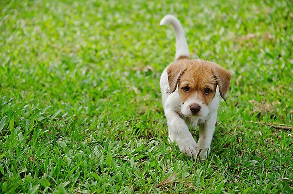 포토 JPG 해외이미지 동물 행복 가정 관계 실험 잔디 사람없음 초록색 반려동물 노란색 정원 우정 황금 개 달콤 강아지 래브라도리트리버 송곳니 동반자 유래 해외202004 해외포토 식물 감정 컬러 포유류 친구 리트리버 맛 치아 파일형식 이미지허브