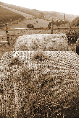 포토 JPG 해외이미지 산업 밭 농업 자연 하늘 건조 옥수수 풍경 사람없음 야외 여름 농작물 울타리 농장 농경지 갈색 수확 성장 가을 시골 원형 잡초 황금 볏짚 먹이 낟알 땅 자르기 밀 롤 패키지 아일랜드 뭉치 밀짚 내추럴 밭일 세피아 호밀 해외202004 해외포토 도형 식물 계절 유럽 컬러 모션 곡류 촬영기법 담장 짚 생태계 파일형식 이미지허브