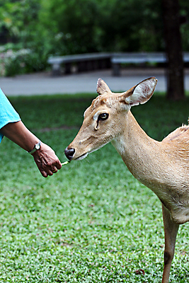 포토 JPG 해외이미지 남자 얼굴 야생동물 포유류 태국 자연 초식동물 생물 털 뿔 사람없음 야외 초록색 갈색 머리 환경 달러 해충 모피 서식지 내추럴 아기사슴 반추동물 해외202004 해외포토 동물 아시아 새끼 컬러 돈 사슴 사람 신체부위 벌레 생태계 파일형식 이미지허브