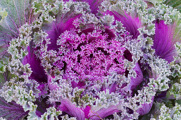 포토 JPG 해외이미지 나무 식물 계절 꽃 잎 겨울 패턴 채소 자연 아침 날씨 사람없음 야외 초록색 물 노란색 정원 보라색 얼음 봄 추위 벚꽃 흰색 신선 제비꽃 묘사 서리 내추럴 눈내림 해외202004 해외포토 주간 자연요소 컬러 무늬 눈_날씨 생태계 파일형식 이미지허브