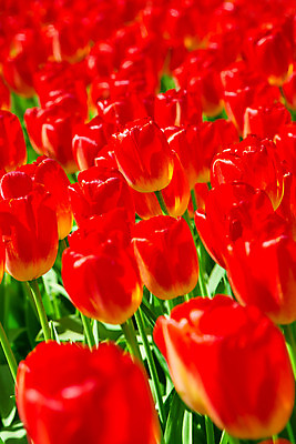 포토 JPG 해외이미지 식물 계절 꽃잎 꽃 분홍색 꽃다발 결혼 백그라운드 잎 꽃무늬 밭 자연 추상 사람없음 빨간색 초록색 컬러풀 정원 맑음 봄 활발 튤립 벚꽃 신선 개화 그룹 오브젝트 네덜란드 원예 질감 서식 엽서 화단 강렬 완전 해외202004 해외포토 유럽 컬러 컨셉 무늬 농업 날씨 이벤트 취미 편지 생태계 파일형식 이미지허브