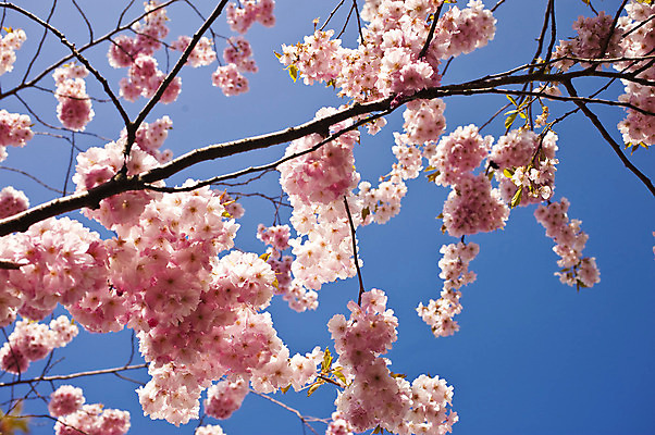 포토 JPG 해외이미지 나무 식물 꽃 분홍색 과일 자연 하늘 사람없음 빨간색 파란색 장미 정원 일본 맑음 봄 벚꽃 개화 체리 4월 해외202004 해외포토 계절 아시아 컬러 날씨 날짜 생태계 파일형식 이미지허브