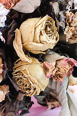 포토 JPG 해외이미지 디자인 꽃잎 꽃 백그라운드 자연 건조 사람없음 장미 침묵 수확 복고 그런지 엘리먼트 옛날 해외202004 해외포토 식물 농업 소리 생태계 파일형식 이미지허브