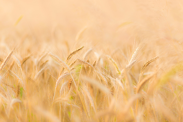 포토 JPG 해외이미지 식물 계절 음식 빵 줄기 밭 농업 자연 건강 옥수수 씨앗 풍경 사람없음 야외 여름 농작물 햇빛 태양 농장 농경지 노란색 환경 수확 성장 시골 황금 닫기 낟알 땅 시리얼 밀 밀짚 내추럴 밭일 숙성 호밀 세련 해외202004 해외포토 자연요소 산업 컬러 모션 곡류 짚 생태계 파일형식 이미지허브