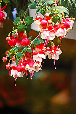 포토 JPG 해외이미지 식물 계절 꽃잎 꽃 꽃무늬 자연 매달리기 사람없음 빨간색 초록색 벚꽃 흰색 해외202004 해외포토 컬러 무늬 모션 생태계 파일형식 이미지허브